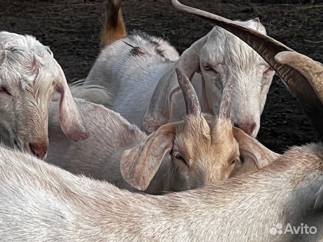 Молодые Козы