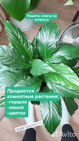 Спатифиллум