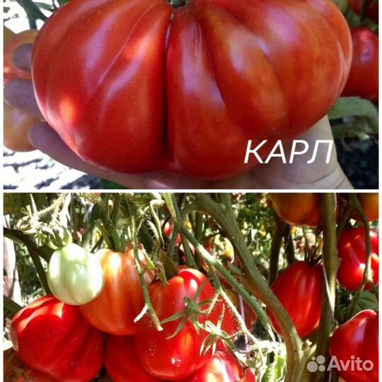 Продам семена редких коллекционных томатов и перца