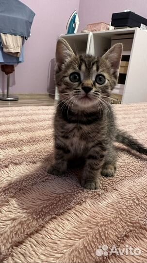 Котенок