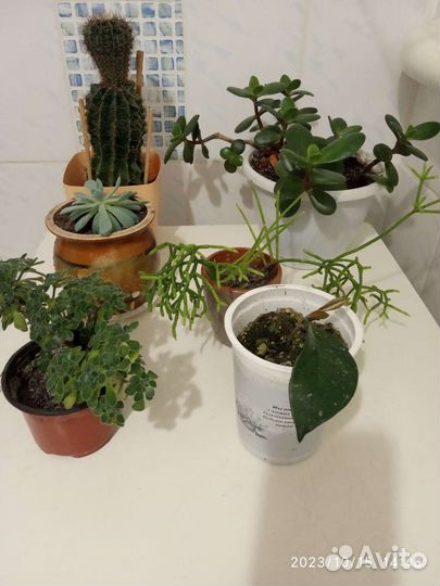 Суккуленты