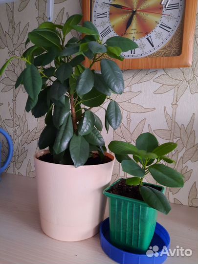 Фикус эластика Робуста