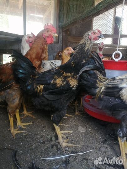 Породистые петухи на племя (юрловские голосистые)