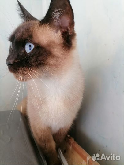 Сиамская кошка