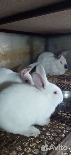 Калифорнийские кролики