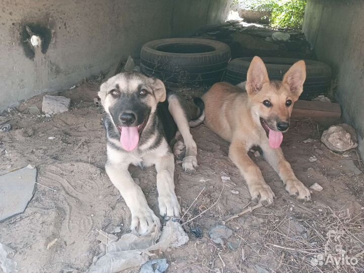 Щенки