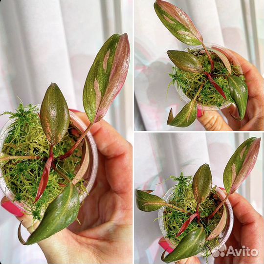 Филодендрон розовая принцесса марбл