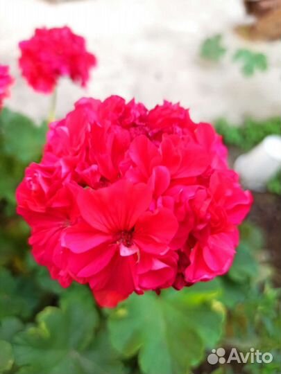Пеларгония герань