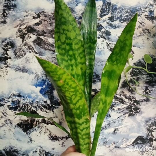 Сансивьерия