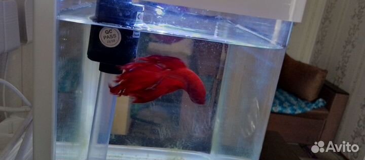Аквариумная рыбка Петушок с аквариумом