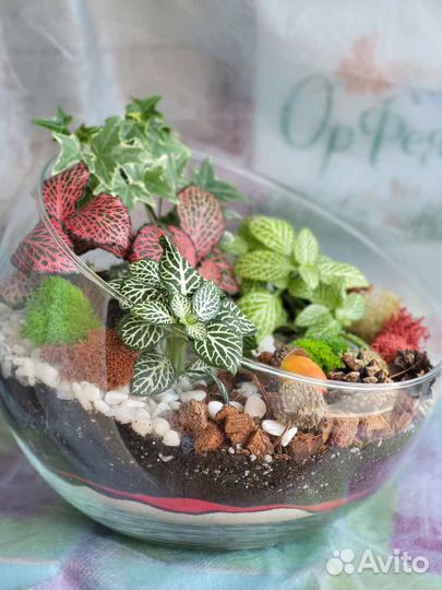 Живые растения в вазе минисад флорариум