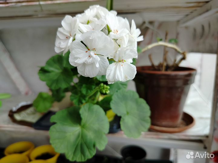 Герань пеларгония разные