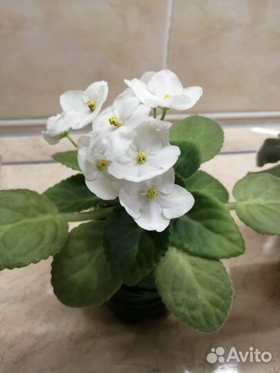 Сортовые фиалки