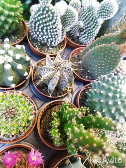 Кактусы и суккуленты