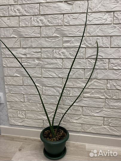 Сансиеверия цилиндрическая