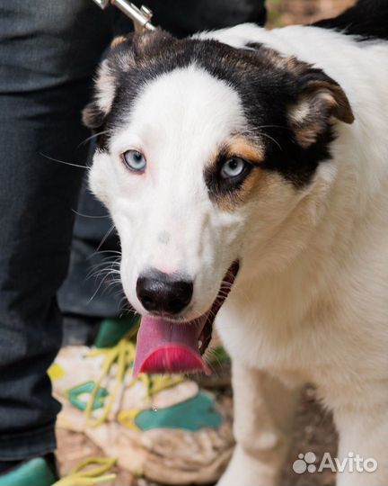 Щенок- подросток в хорошие руки