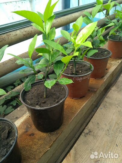 Лимонное дерево