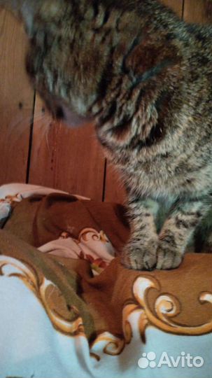 Кошка в дар бесплатно