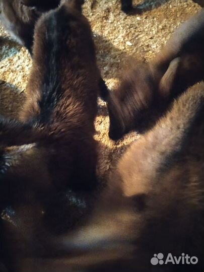 Козлята чешские