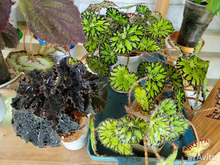 Фикусы, кроттон, хойи и др