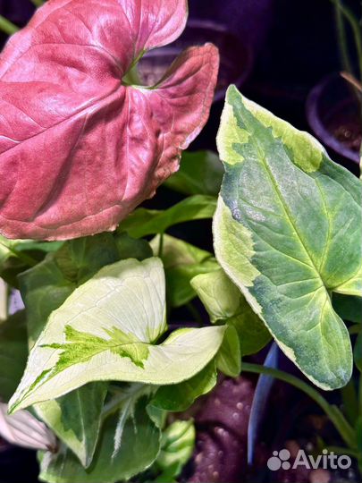 Редкие домашние растения