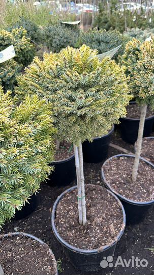 Ель оморика Peve Tijn на штамбе