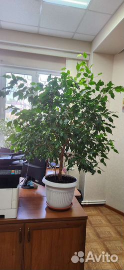 Фикус бенджамина