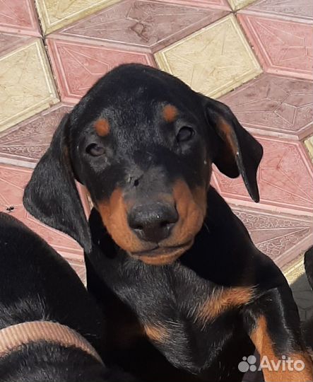 Щенки добермана