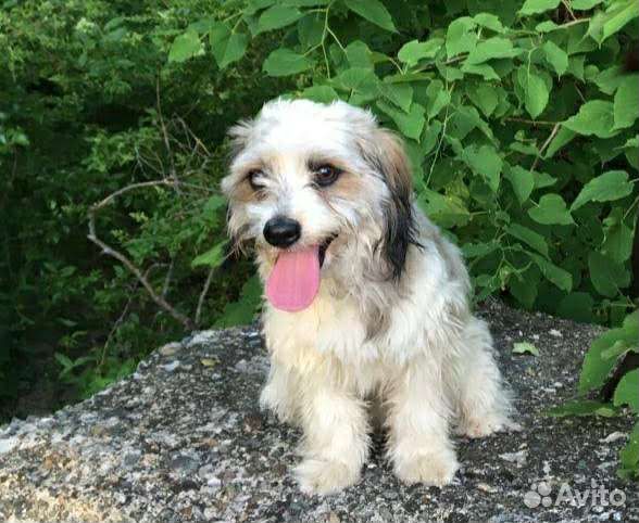 Болонка вязка