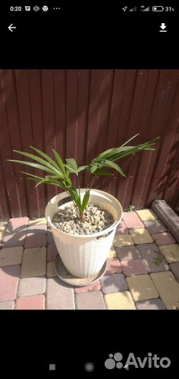 Пальма веерная