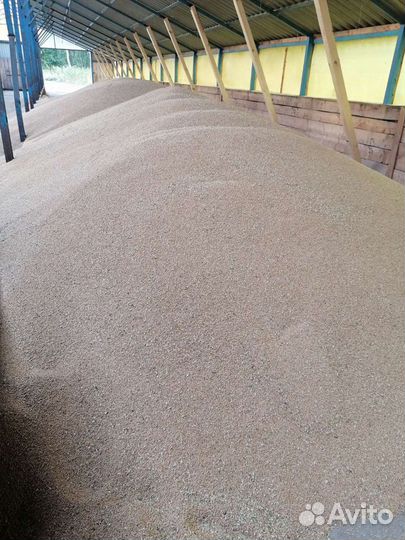 Зерно пшеница. Овес