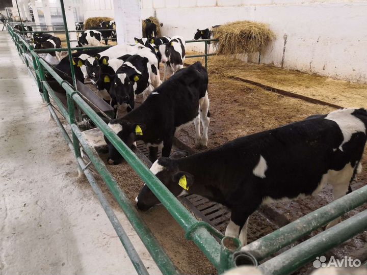 Телята мясные бычки