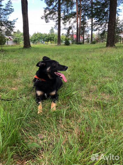 Ищет дом не крупная собачка Майя