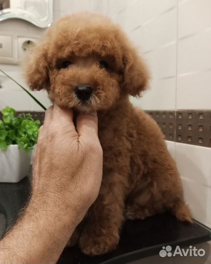 Той-пудель мини