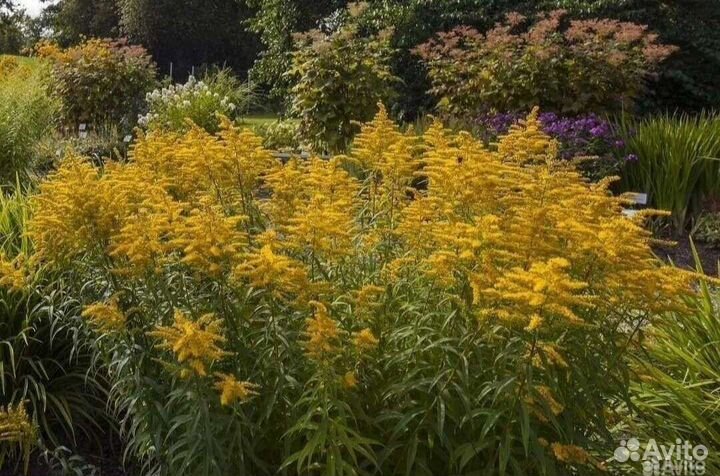 Вербейник, астра, иссоп, золотарник