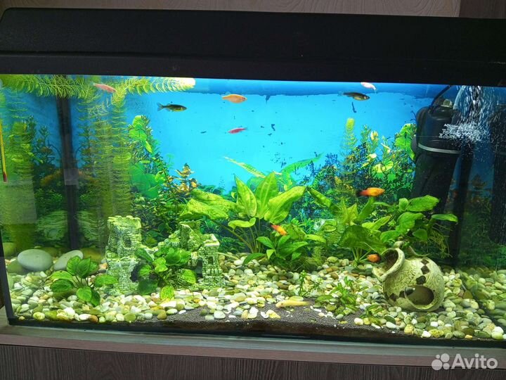 Аквариум