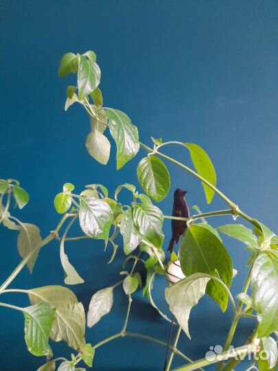 Белопероне комнатное растение