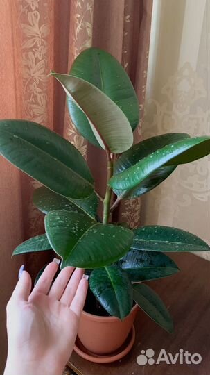 Фикус каучуконосный