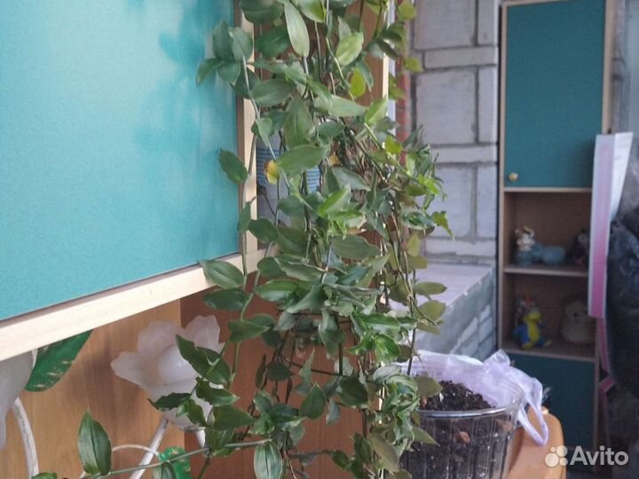 Комнатные растения