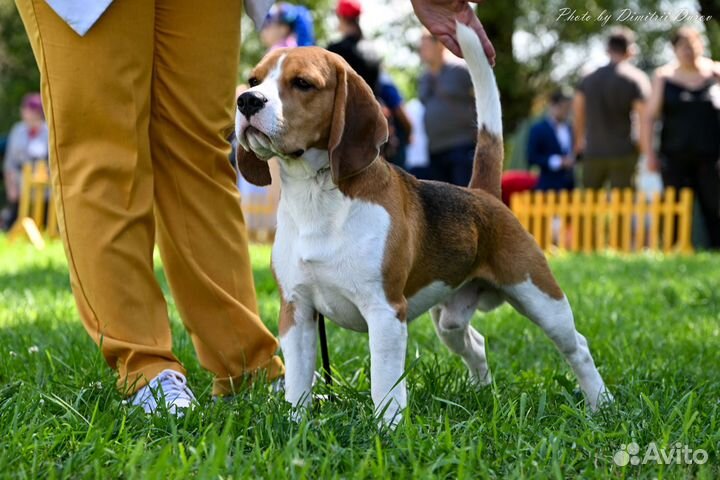 Бигль вязка