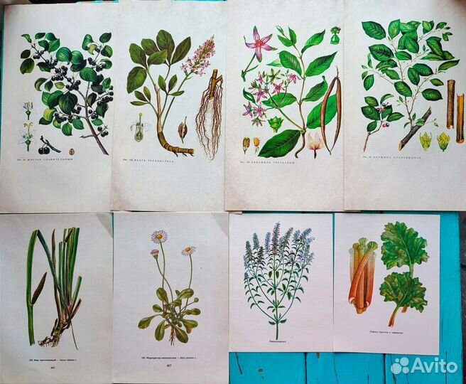 Иллюстрации растения, грибы для джанбуков