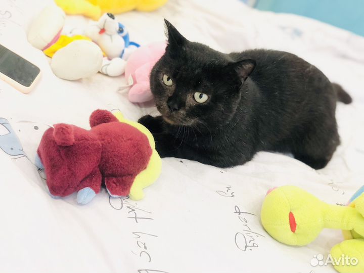 Кот Василий в добрые ручки