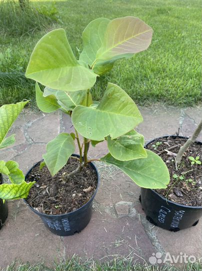 Саженцы магнолии