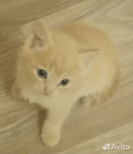 Отдам котят
