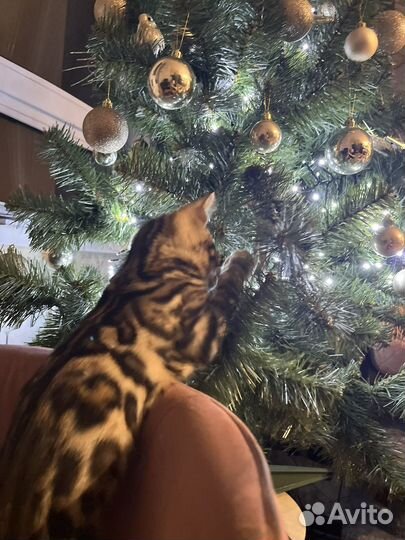 Бенгальская