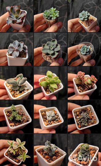 Эхеверии, крассулы и другие суккуленты