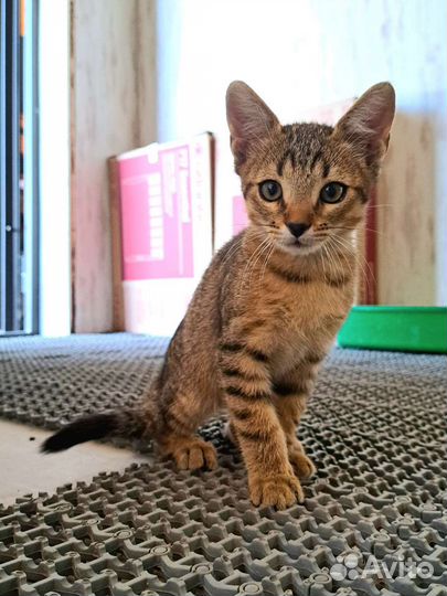 Кошки в добрые руки бесплатно