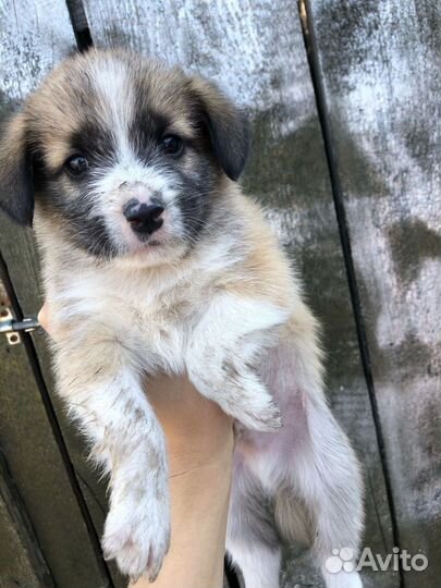 Щенки в дар