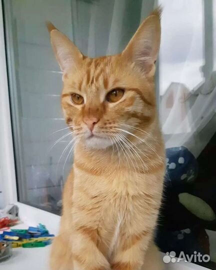 Кот ищет кошечку