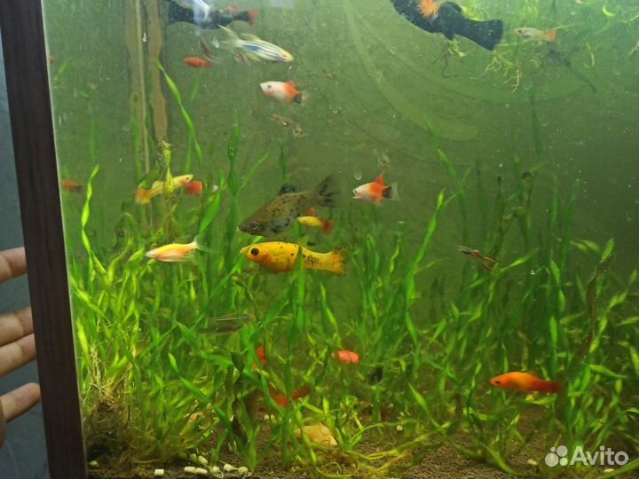 Аквариумные рыбки